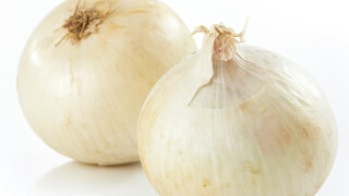 Cipolle
